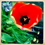 Tulips are blooming!