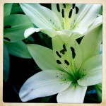 Lillies - one of my fave flowers